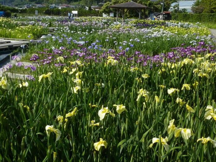 河津町 かわづ花菖蒲園 ふじのくに花の都しずおか